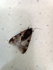 Dysschema subapicalis