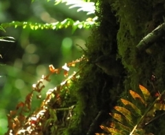 Troglodytes pacificus