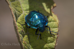 Pachycoris