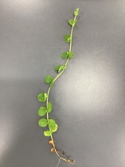 Lysimachia nummularia