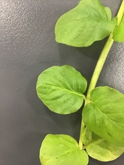Lysimachia nummularia