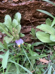 Primula pauciflora zionensis