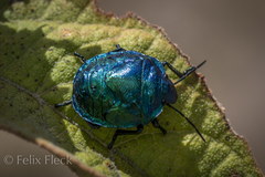 Pachycoris