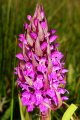 Dactylorhiza incarnata incarnata