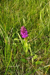 Dactylorhiza incarnata incarnata