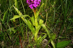 Dactylorhiza incarnata incarnata