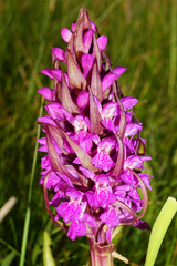 Dactylorhiza incarnata incarnata