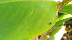 Camponotus mus