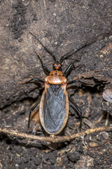 Rhiginia cinctiventris