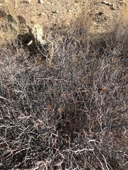 Calliandra eriophylla