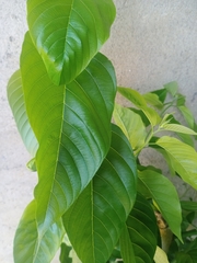 Cananga odorata