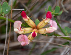 Acmispon cytisoides