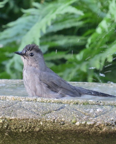 Gray Catbird photographed in New Jersey