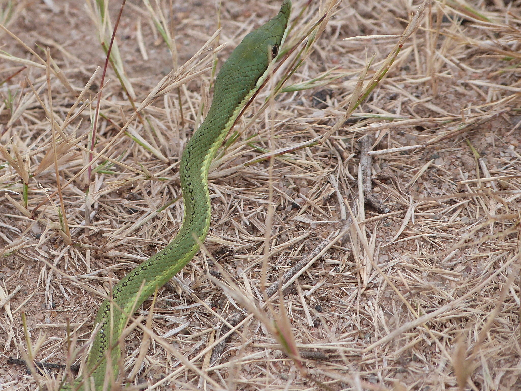 Lichtenstein's Green Racer (Philodryas olfersii) · iNaturalist