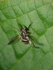 Temnostoma balyras