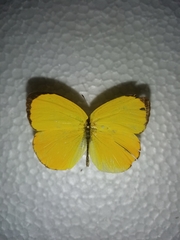 Pyrisitia dina westwoodi
