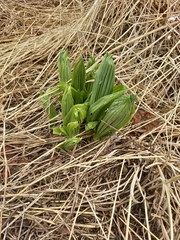 Veratrum oxysepalum