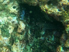 Neoniphon suborbitalis