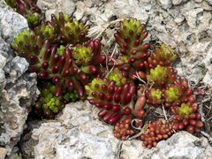Sedum × rubrotinctum