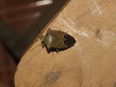 Piezosternum subulatum