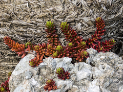 Sedum × rubrotinctum