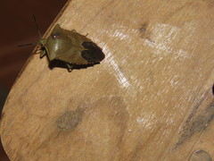 Piezosternum subulatum