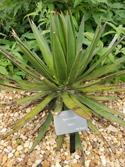 Agave ocahui