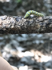 Eupithecia lariciata