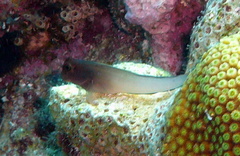 Ophioblennius macclurei