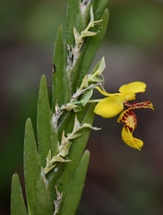 Lockhartia oerstedii