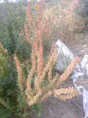 Rumex utahensis