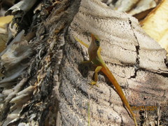 Anolis wattsii