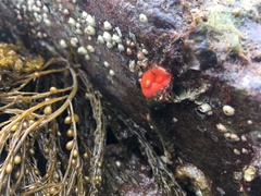 Cnemidocarpa finmarkiensis