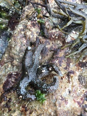 Evasterias troschelii