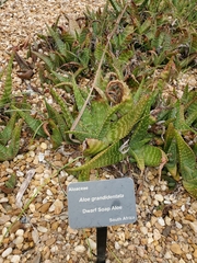Aloe grandidentata
