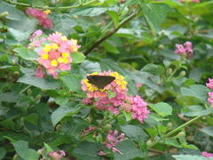 Deudorix epijarbas menesicles