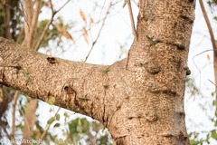 Anolis roquet salinei