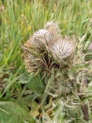 Cirsium brevistylum