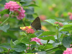 Deudorix epijarbas menesicles