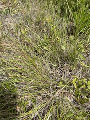 Sporobolus teretifolius