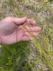 Sporobolus teretifolius