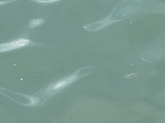 Takifugu alboplumbeus