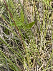 Sporobolus teretifolius