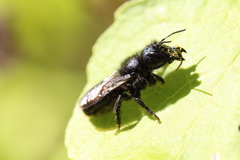 Osmia montana quadriceps