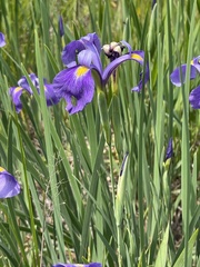 Iris tridentata