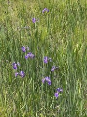 Iris tridentata