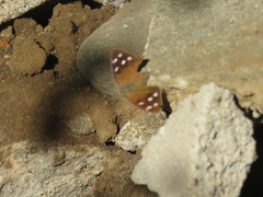 Eunica monima modesta