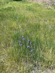 Iris tridentata