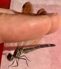 Macrothemis inequiunguis