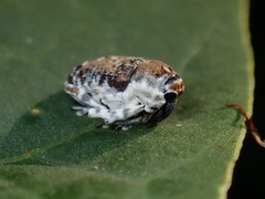 Peridinetus irroratus